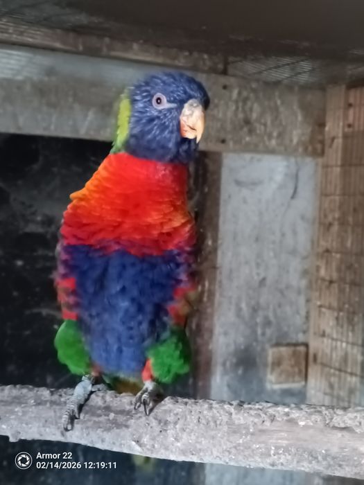 Casal de Loris Molucanos Reprodutores