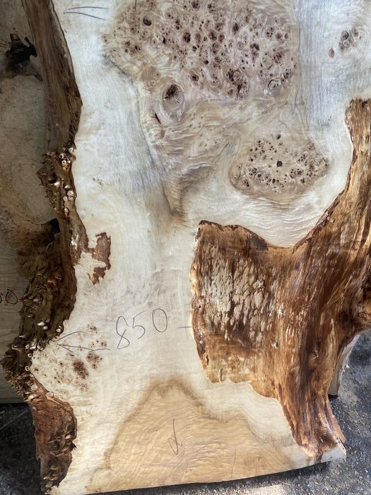 Каповый клен и другие спилы сувелей и капов, из тополя, вяза , дуба ,