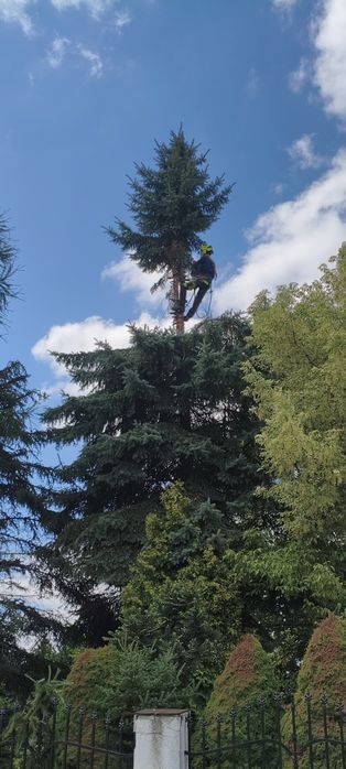Usuwanie drzew niebezpiecznych/zaniedbanych. Pielęgnacja drzew oraz krzewów.