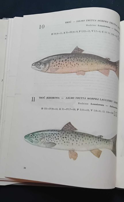Andrzej Rudnicki. Atlas ryby wód polskich. WSiP, 1989 r. Wydanie V.