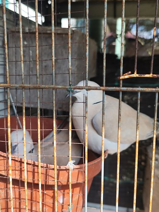 Várias Rolas da Índia