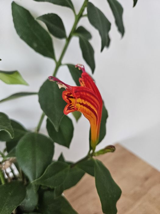 Есхінантус, молода рослина з квітами