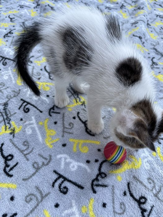 Не пожалеете!) Котёночек. Мальчик , очень понятливый, любящий общение