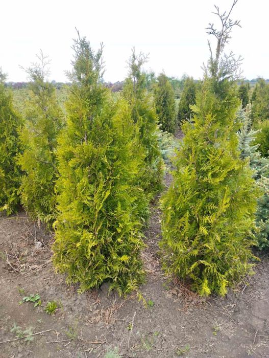 Туя Брабант 160-180 см