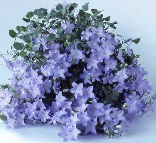 Кампанула (жених и невеста) микс сортов, семена 10 шт купить в интернет-магази