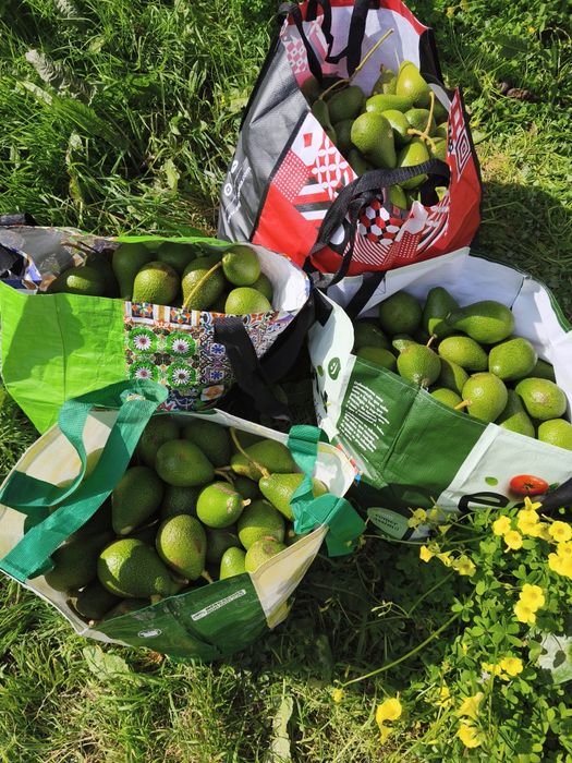 Pêra Abacate biológico