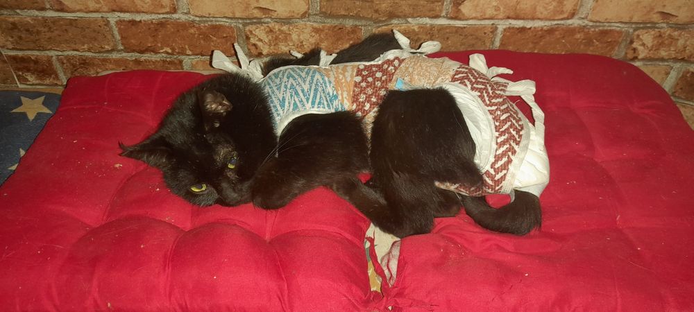 Віддаємо лагідного котика. Сумка-переноска в подарунок