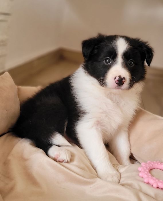 Border Collie piesek