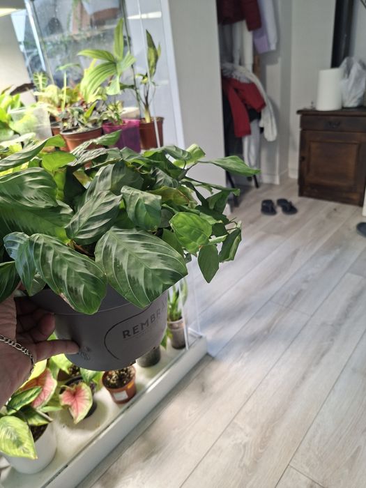 Maranta Piękna Zdrowa.