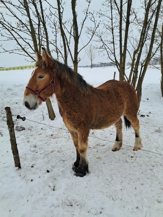 Sprzedam ogierka zimnokrwistego