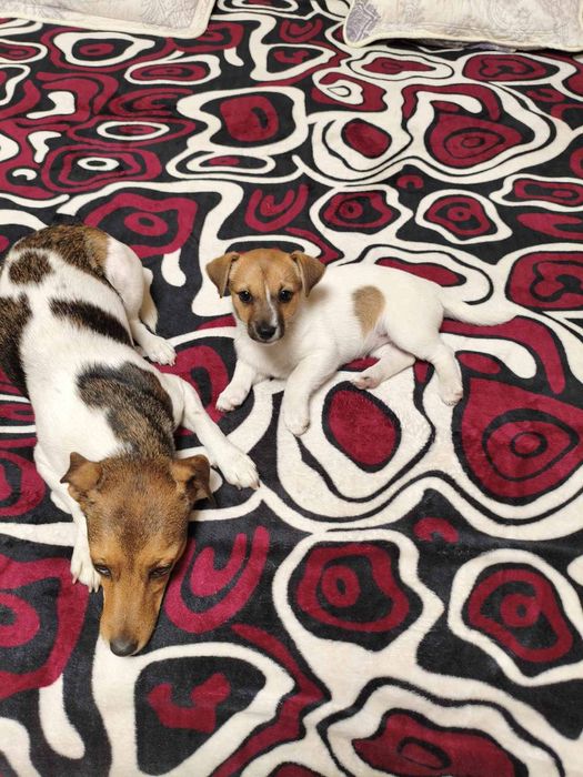 Продам щенят Джек расел