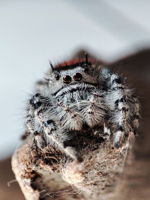 skakun Phidippus adumbratus