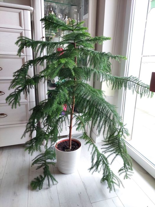 Aukaria drzewko świąteczne