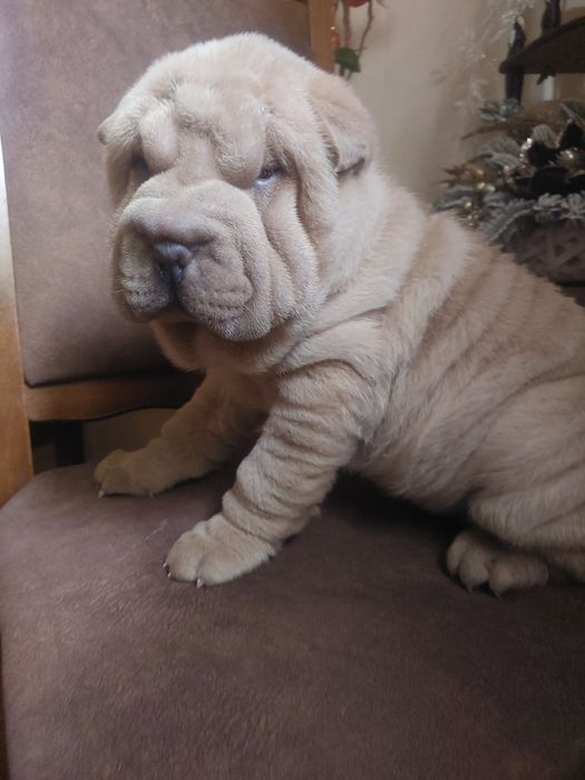 Изабелловый мальчик шарпея.