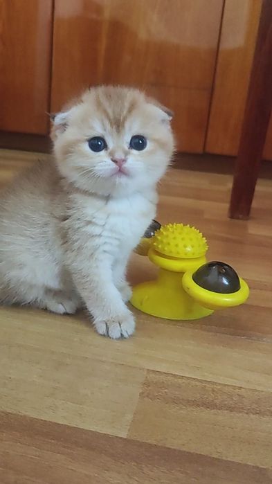 Шикардосный вислоухий золотой мальчик