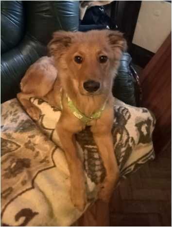 DOA-SE CÃO - Raçado de Golden Retreiver