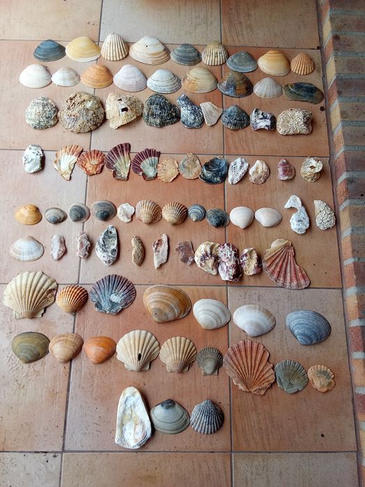 Conchas e búzios variados