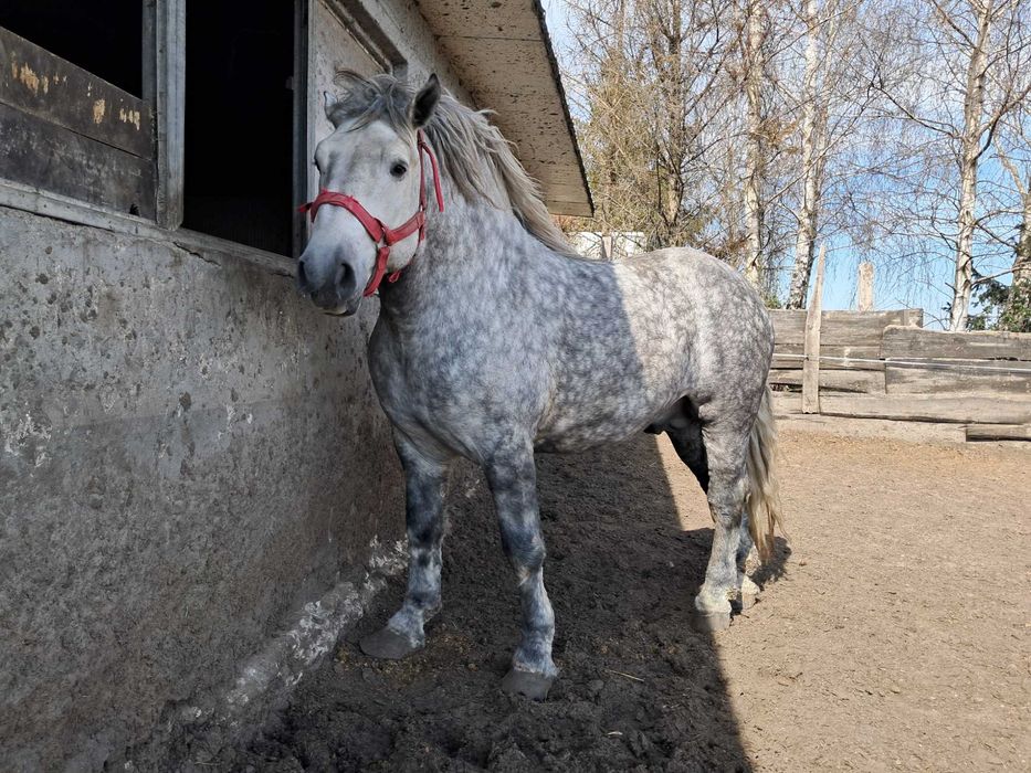 Ogier Adonis PKZ zimnokrwisty