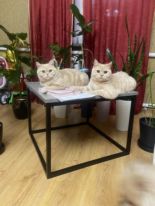 Кошенята британські шотландські висловухі котенята котята вислоухие