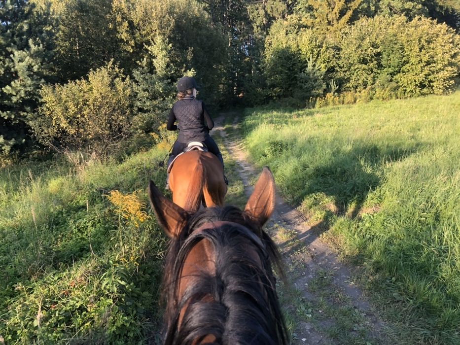 Obornik koński za darmo