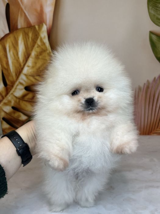 Міні дівчинка померанський шпіц