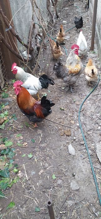 Петух на племя гриз сендри