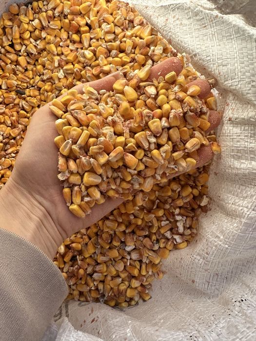 Пшениця, кукурудза, продам Чернігів