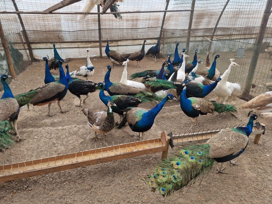 Pavões azuis adultos