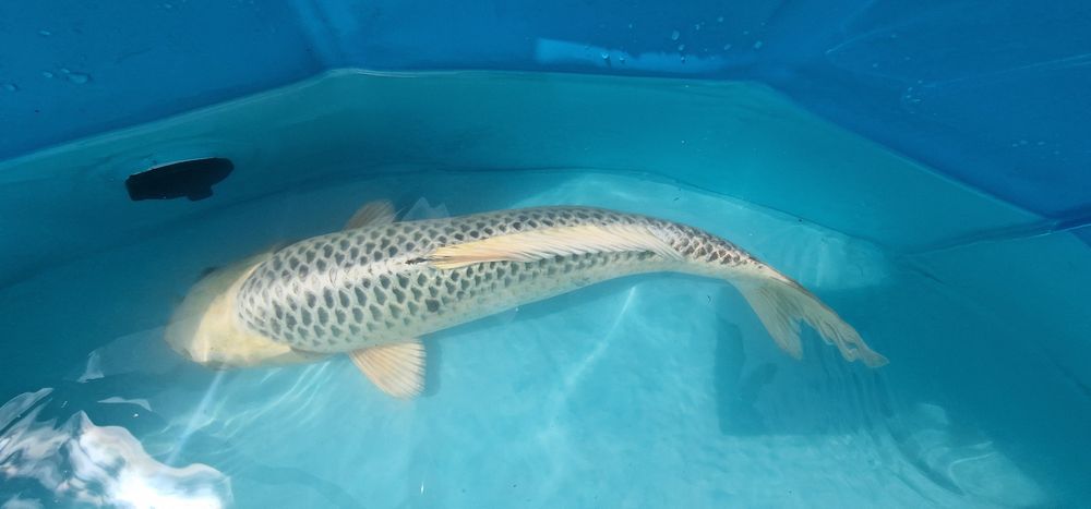 Carpa koi com 35cm