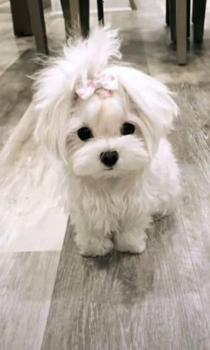 Крихітка Мальтезе )) неймовірна)мілкий  Стандарт