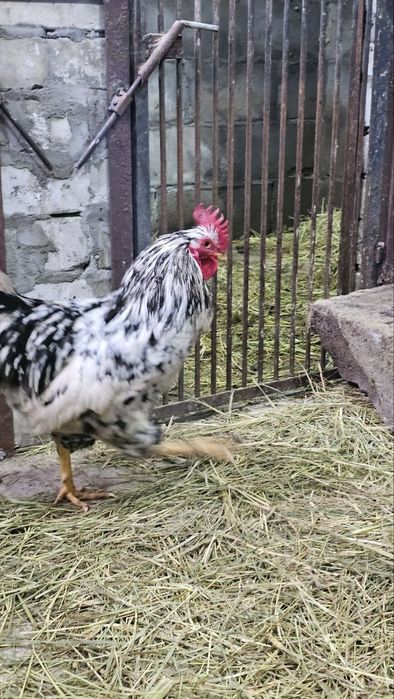 Продам молодих петушків