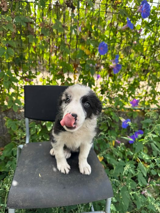 Menino Border Collie Super Giro