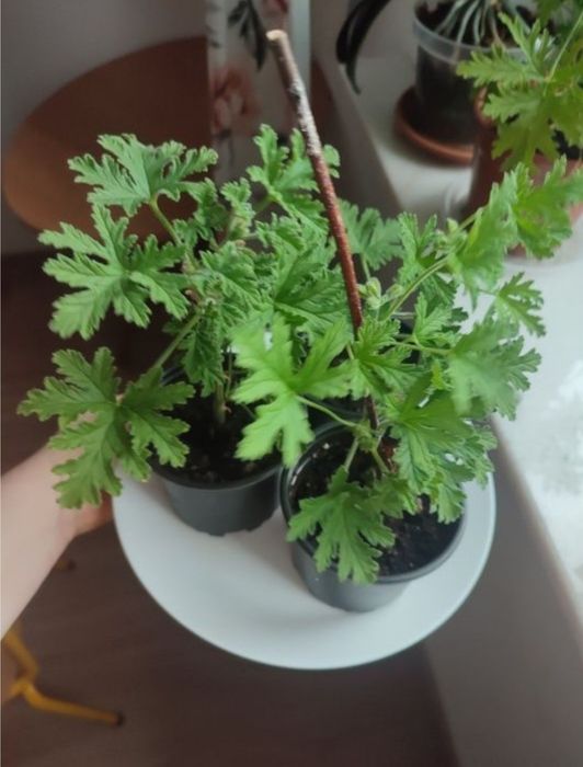 Młode geranium roślina domowa 1 szt