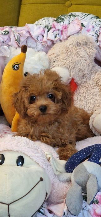 Cudny chłopczyk cavapoo