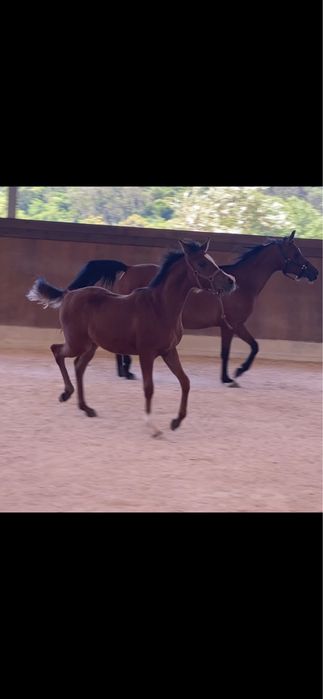 Vendo Poldra PSA, X Star Ben Rita