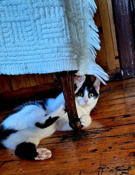 Dwie młode kotki szukają wspólnego domu!