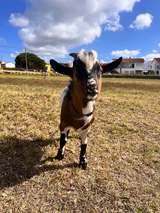 Cabrito micro anão