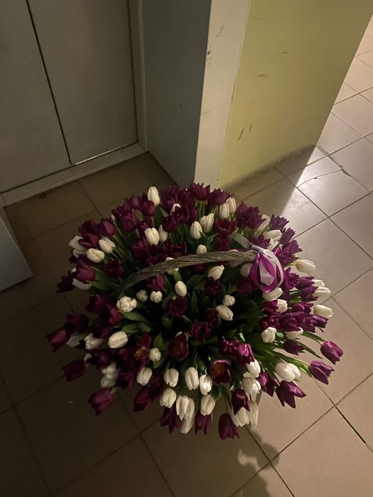 Тюльпан 35 грн, есть опт.