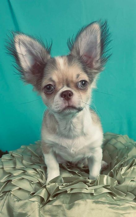 Красивий маленький чихуахуа