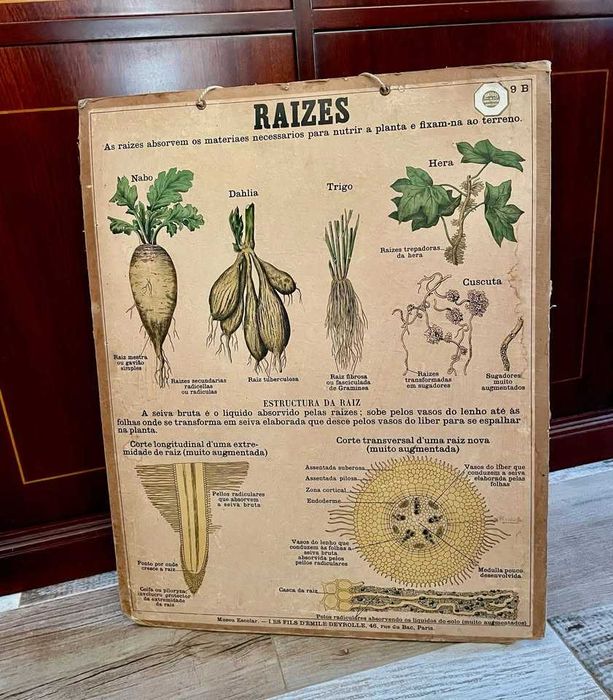 Livros de ensino, Gravuras e Mapas antigos, Séc XIX