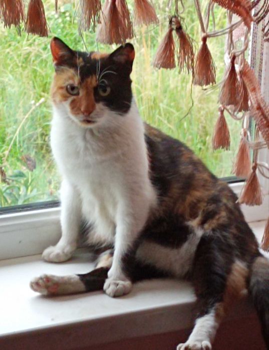 Кошенят віддам в добрі руки