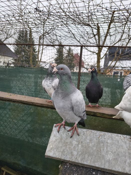 Gołębie staropolskie