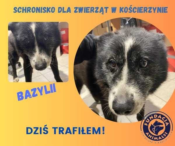 Znaleziono psa - gm. Nowa Karczma/Kościerzyna