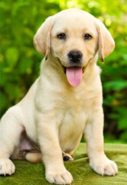 Продам щенков лабрадора