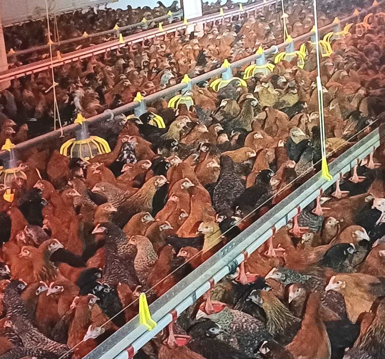 Kury nioski,wszystkie kolory+czubatki,tęczówki,green shell