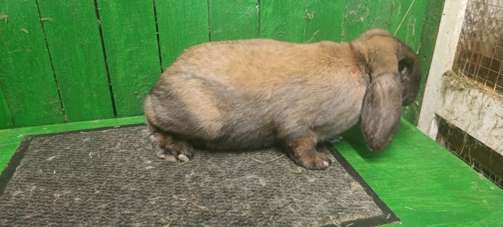 Samiczka baran francuski madagaskarowy