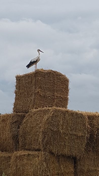 Wezmę w dzierżawę ziemię Rolną
