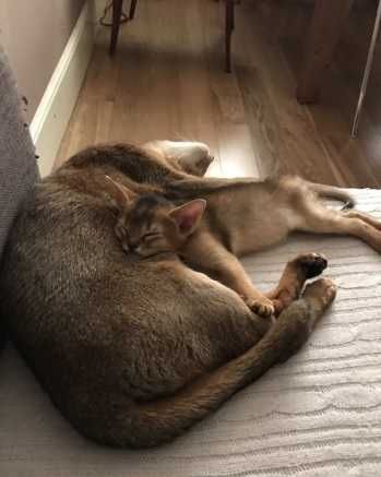 Абиссинские котята окрас пумы дикий