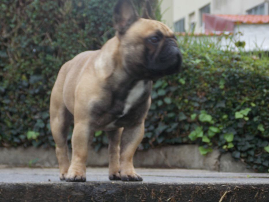 Bulldog francês macho fawn para acasalamento