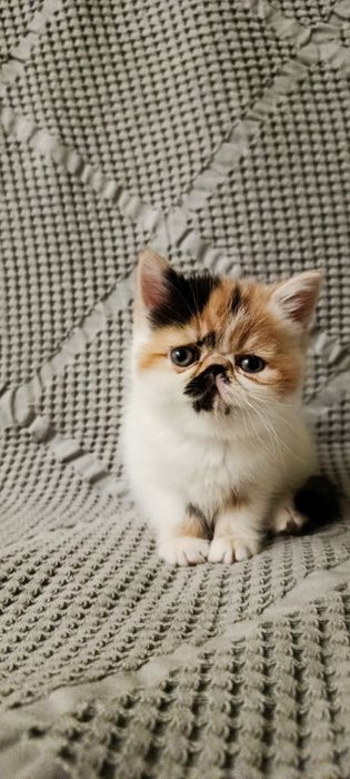 Кошенята екзоти короткошерстні